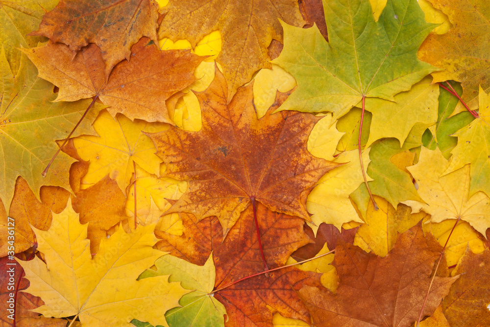 maple leaves maple leaves