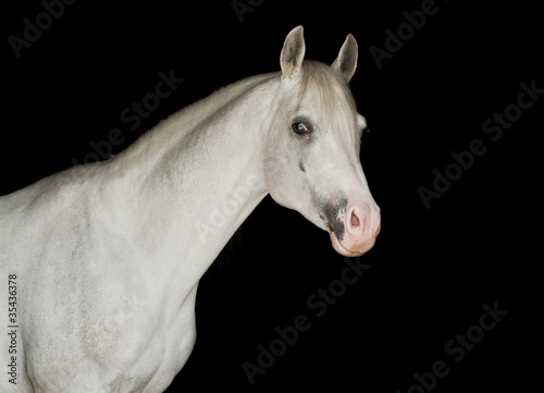 white arab on black background