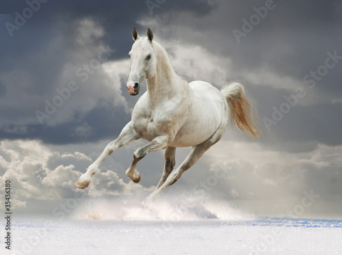 Akhal-teke horse running in the snow