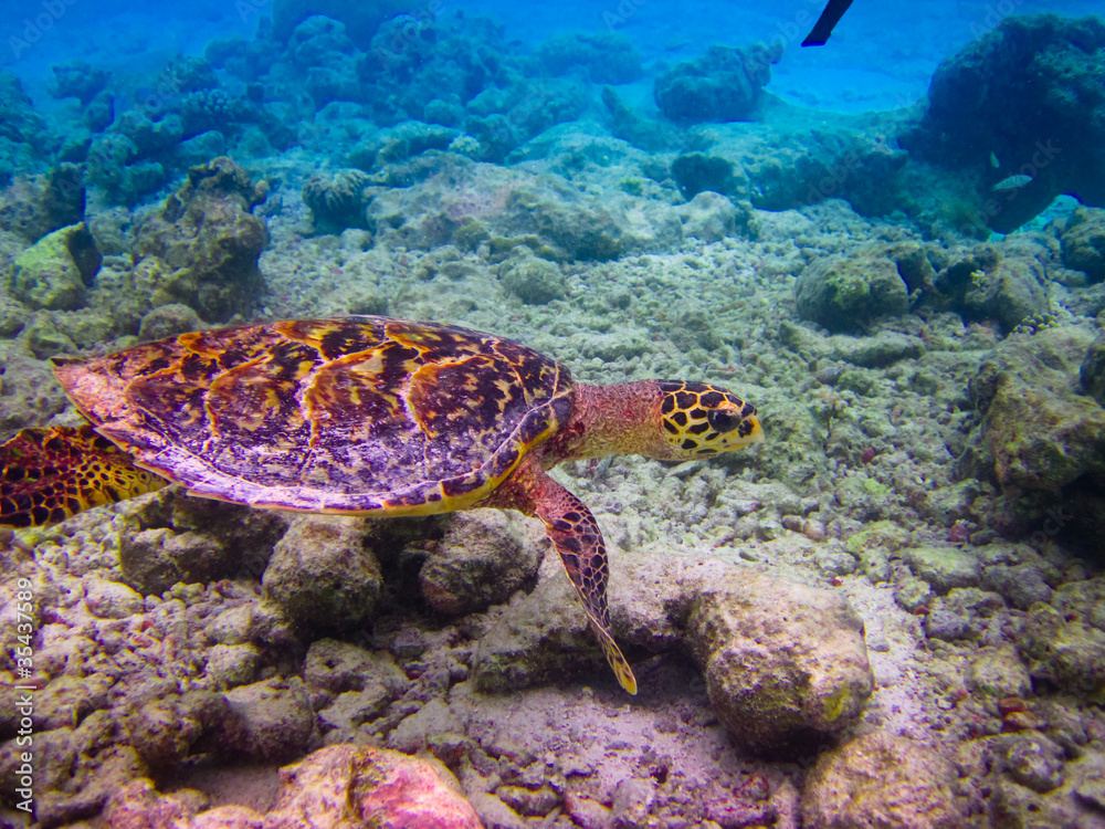 Obraz premium Hawksbill Turtle swiming like flying