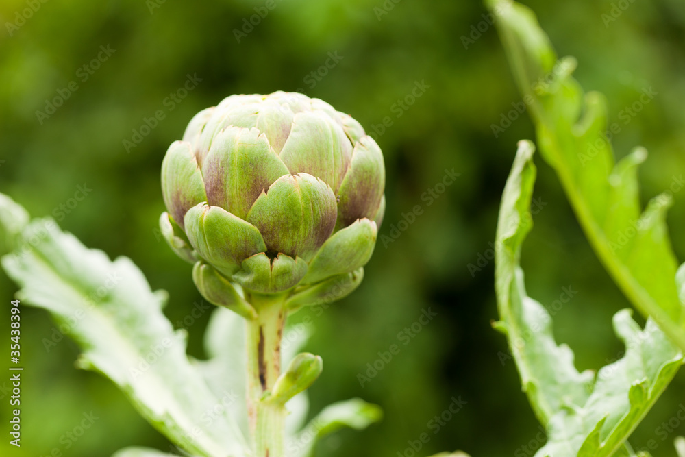 Obraz premium Artischocke