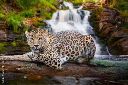 jaguar has a rest against falls