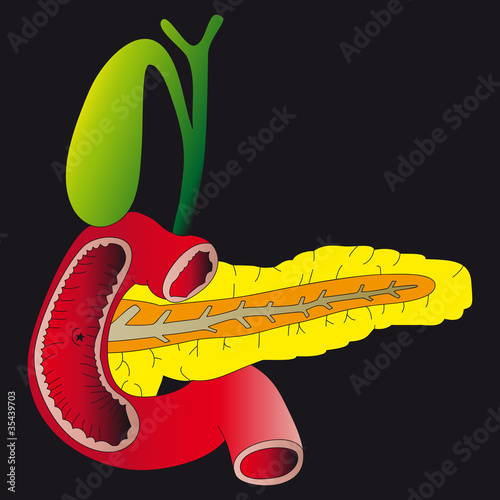 Human digestive organs_