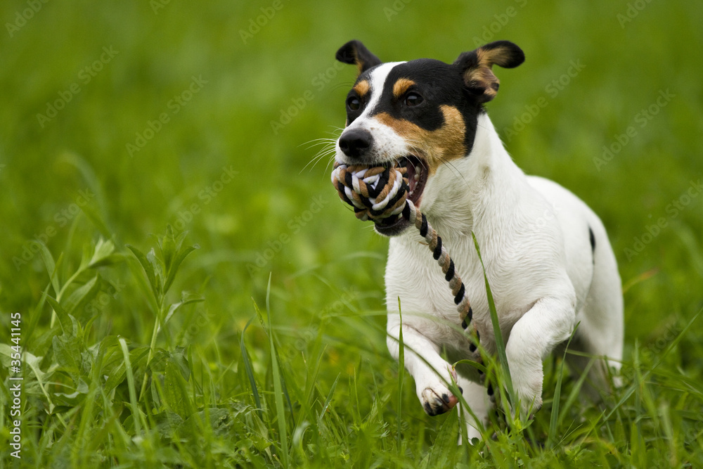 Jack-Russel rennt mit seil