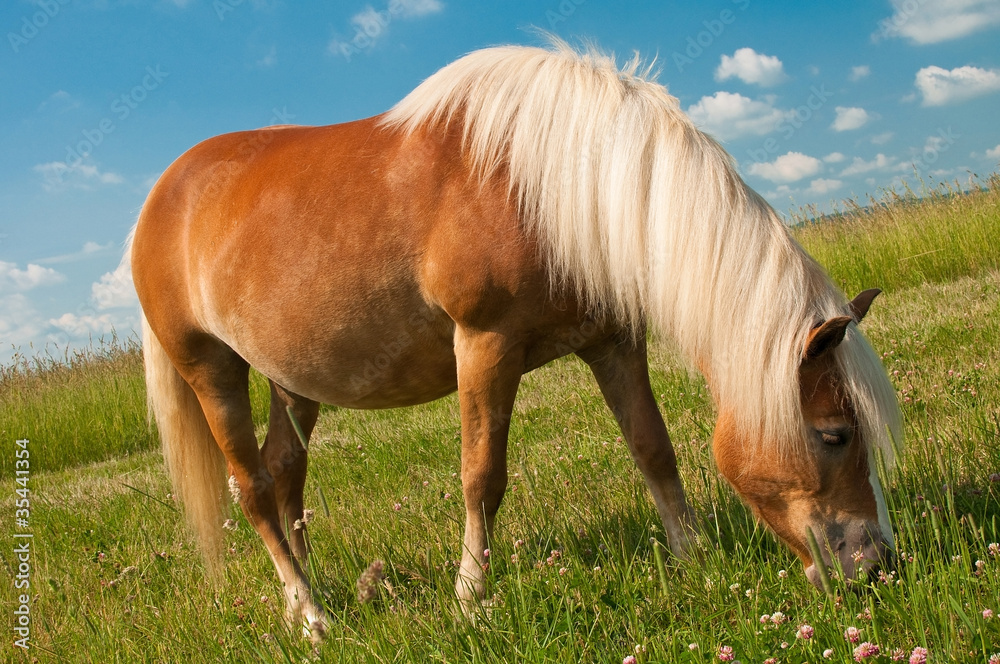 Fototapeta premium Kasztanowy koń pasący się na łące
