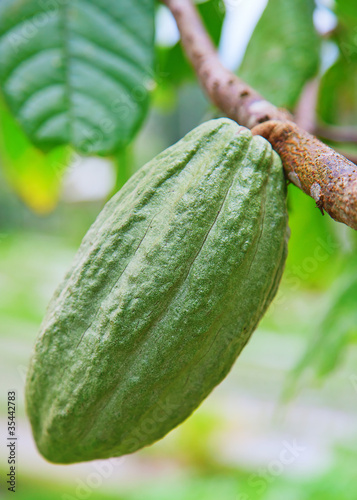 Cocoa pod