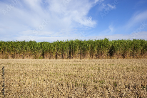 elephant grass and stubble