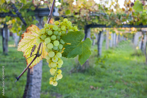 Obraz na plátně bunch of grapes in the vineyard