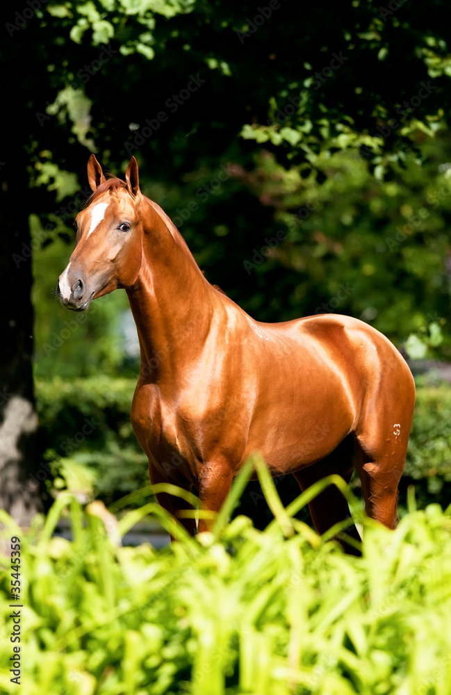 Don red horse portrait in summer Don red horse portrait in summer