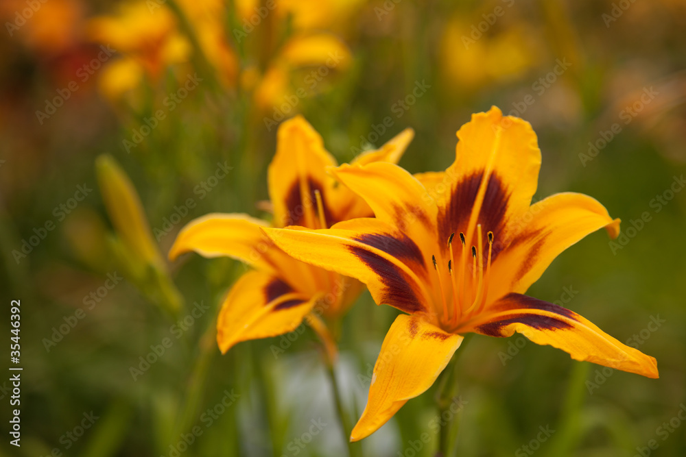 Yellow flowers