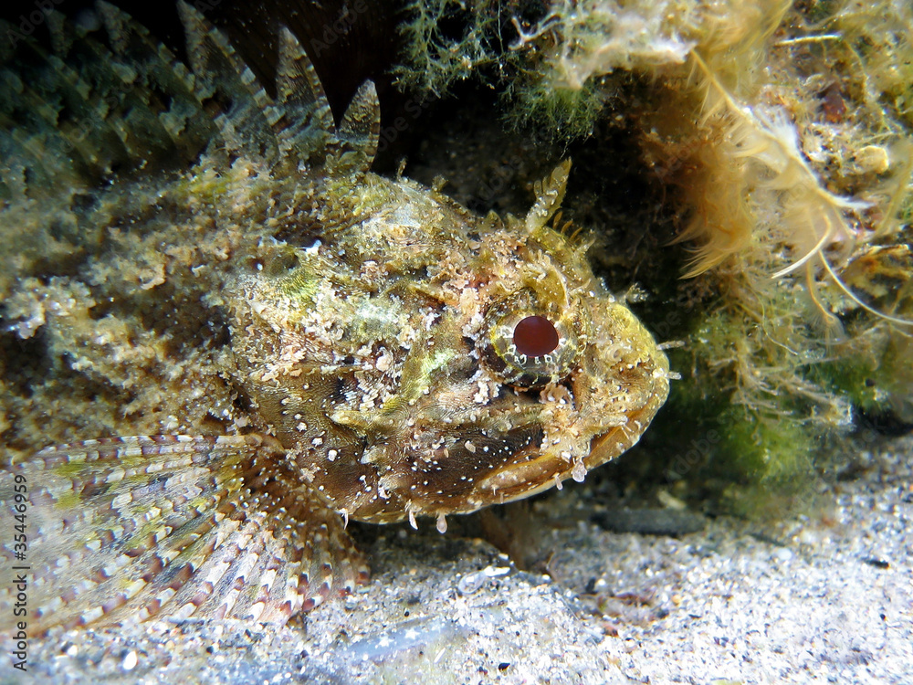 Head of a black scorpion fish underwater in the Mediterranean sea