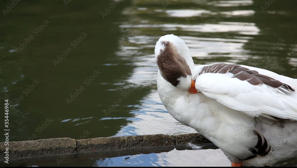 cygnes au netoyage