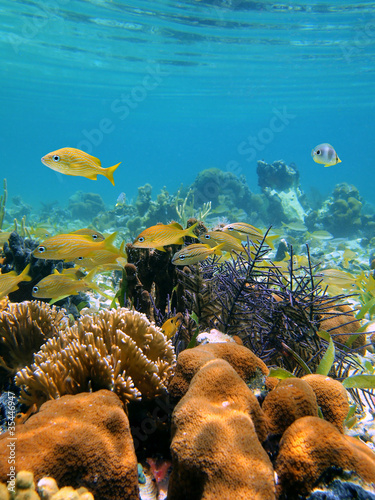 Underwater reef with corals near water surface and grunt fish in the Caribbean sea, Bocas del Toro, Panama, Central America