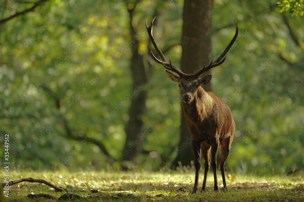 Fototapeta premium cerf 4