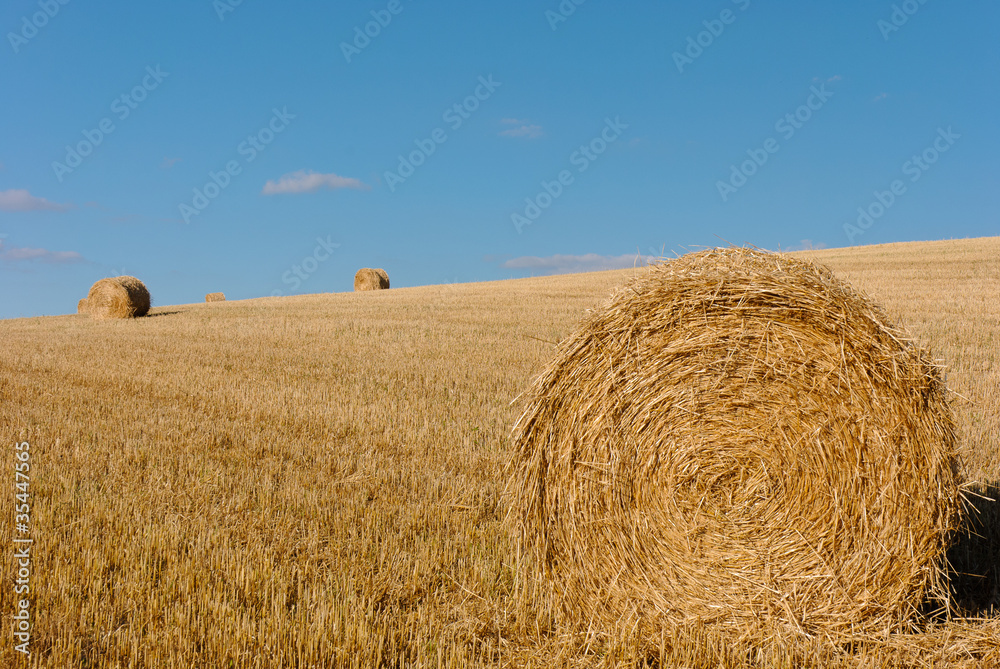 Field with bales of straw after the harvest