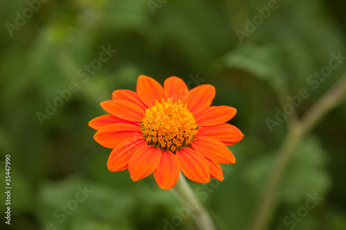 Orange flower