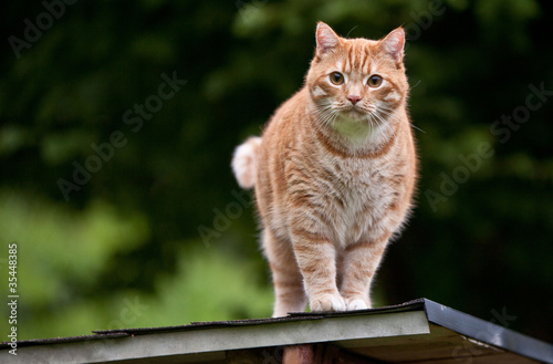 Chat