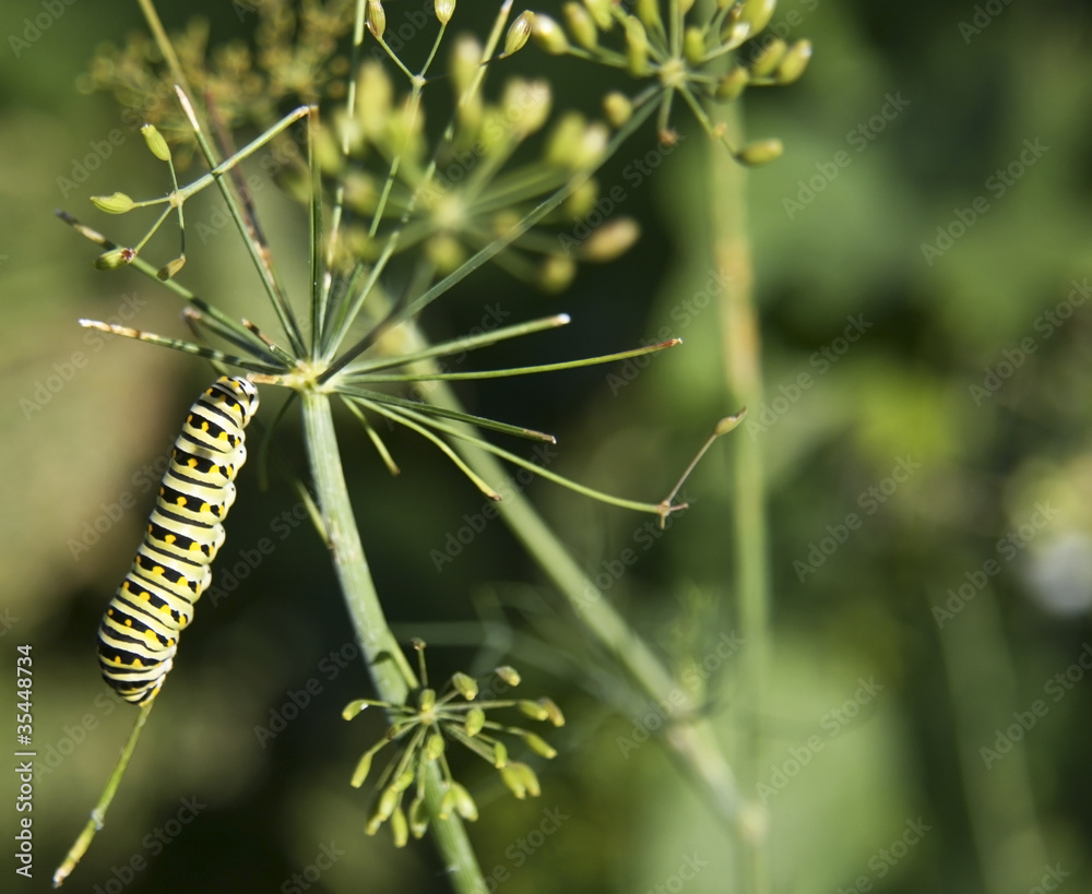 caterpillar in garden