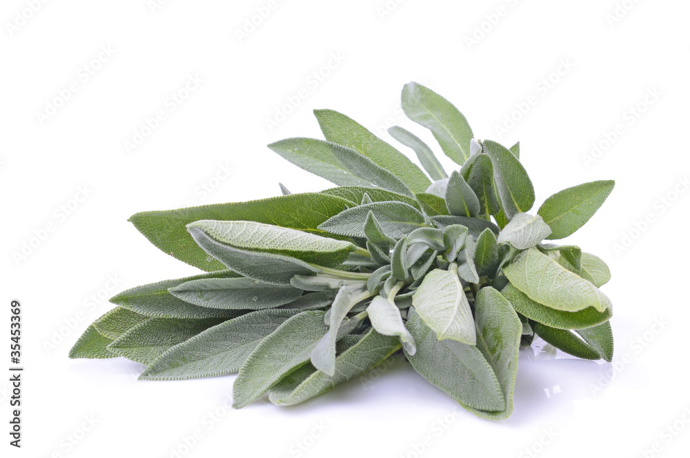 green leaves of sage, isolated on white background green leaves of sage, isolated on white background