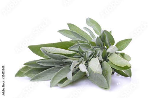 green leaves of sage, isolated on white background