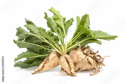 sugar beet