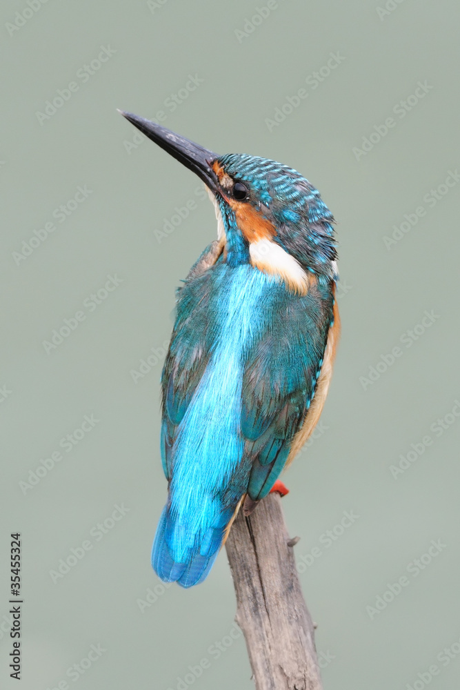 Fototapeta premium Common Kingfisher