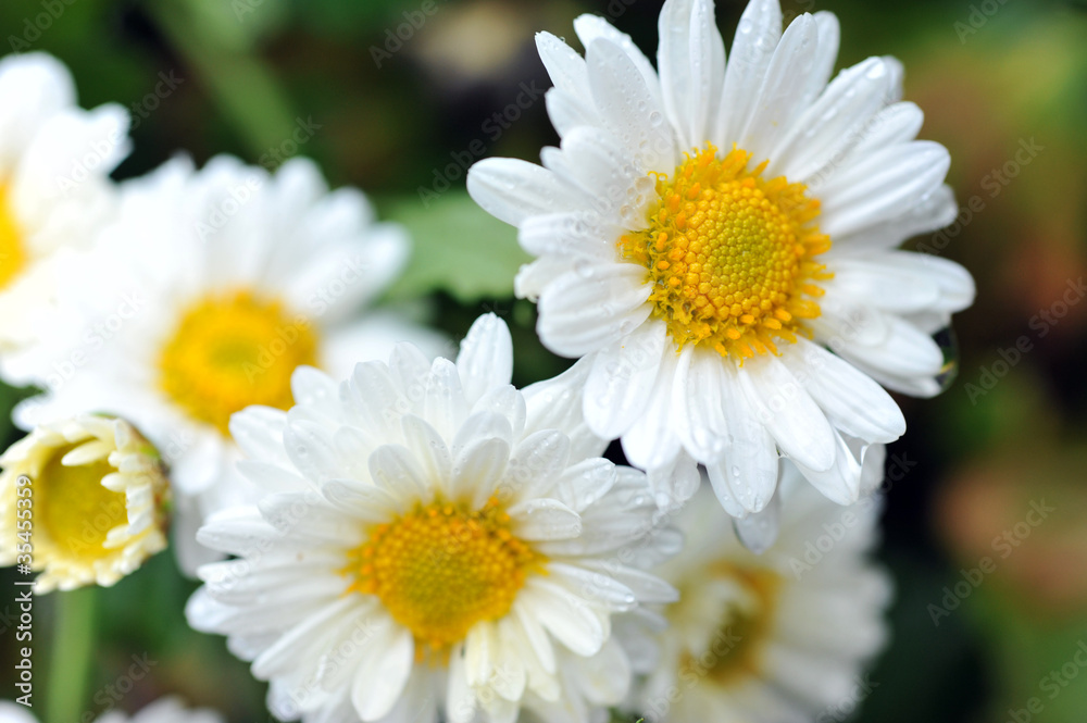 white and yellow daisies