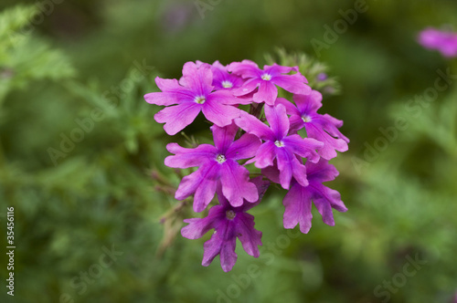 Картината върху платно Verbena