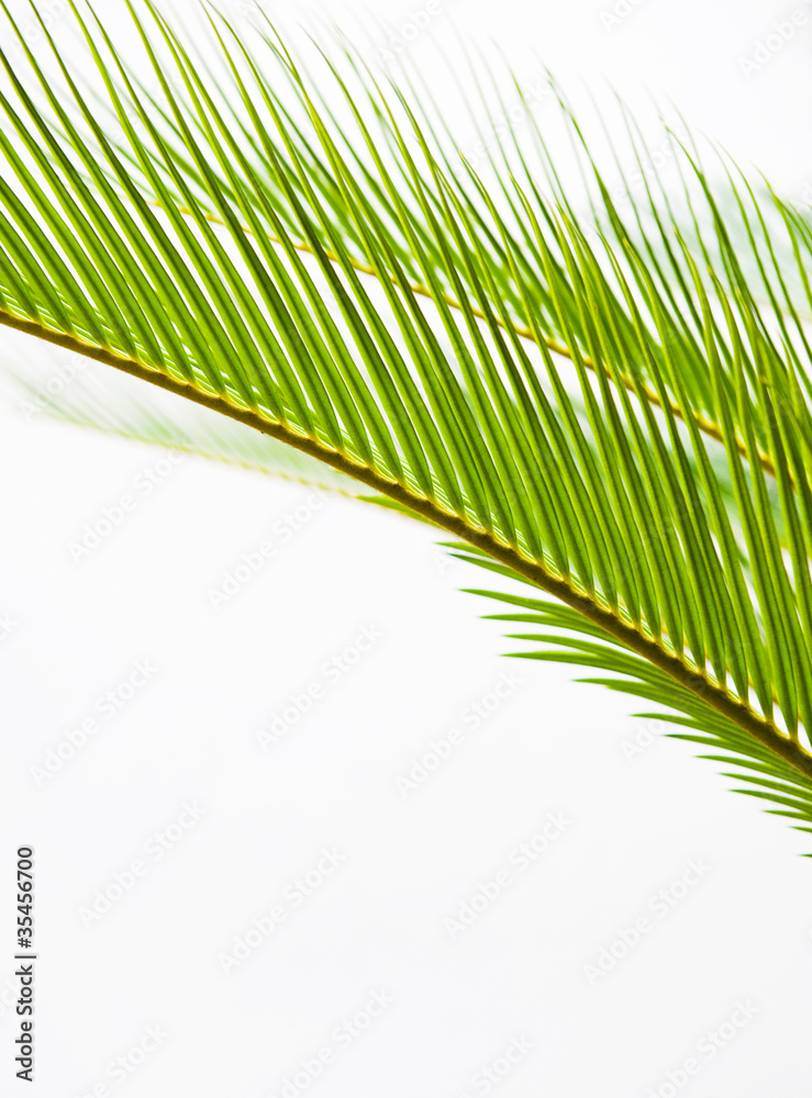 Fototapeta premium palm leaf texture