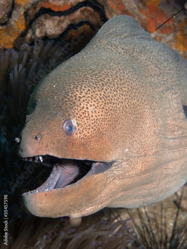 Giant Moray Eel - Gymnothorax javanicus