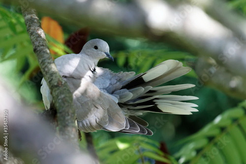 Tourterelle sauvage dans un arbre
