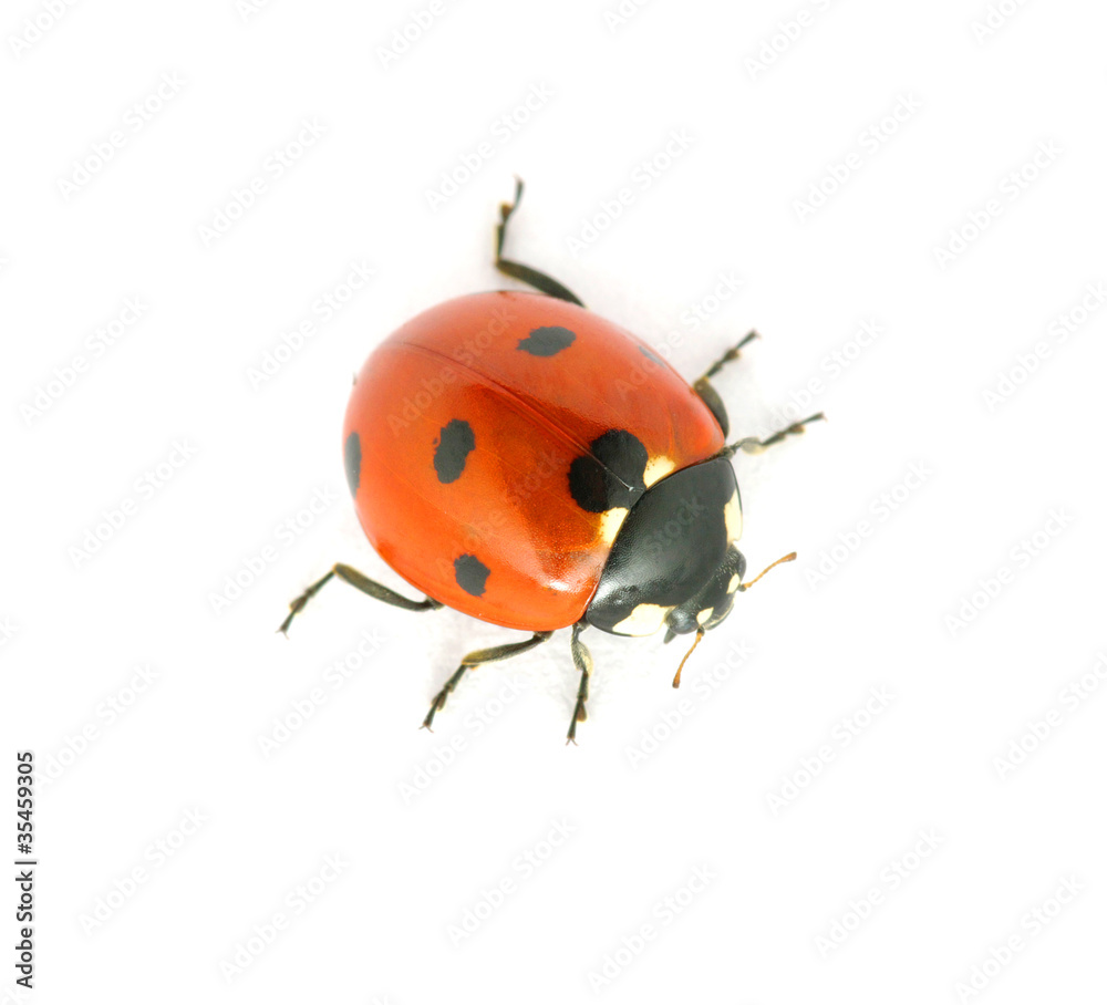 Ladybug Ladybug