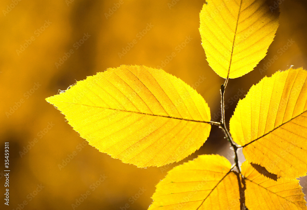autumn leaves autumn leaves