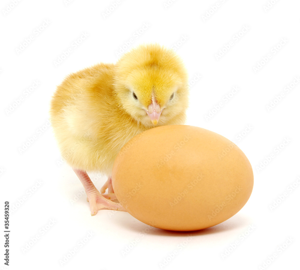 Chicken and egg Chicken and egg
