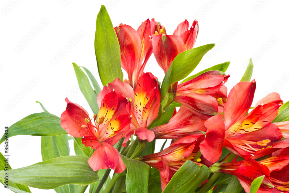 Obraz premium Alstroemeria