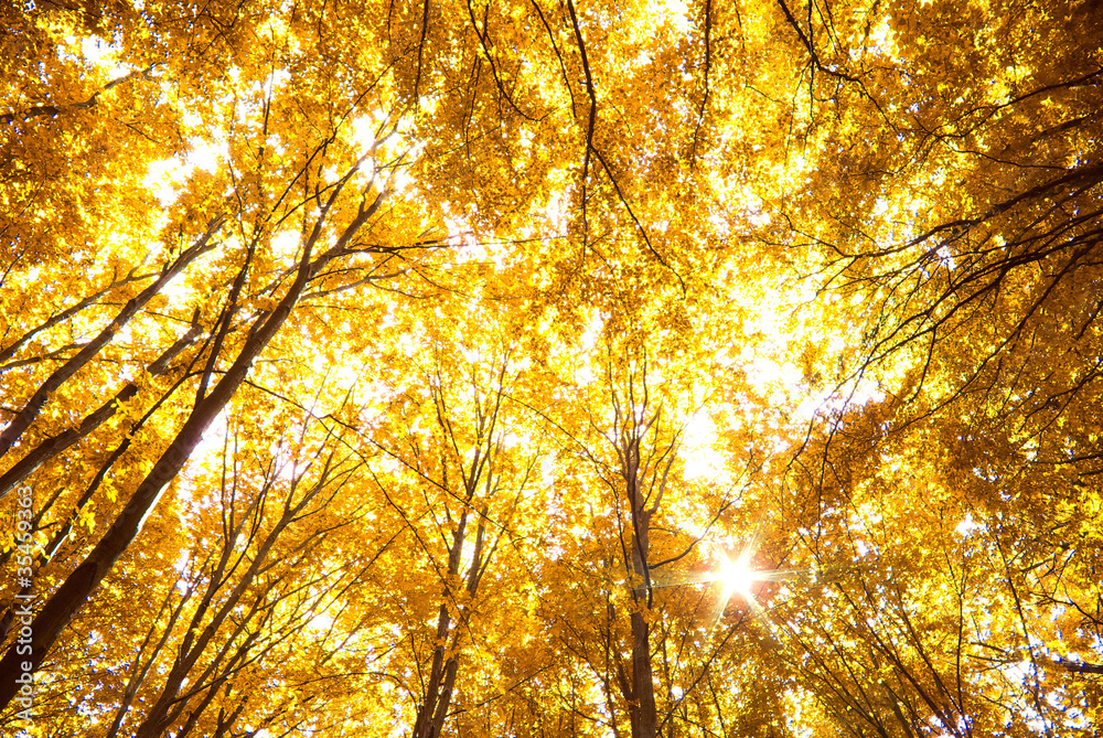 Obraz premium autumn forest