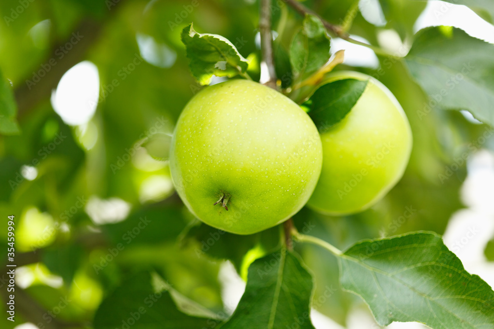 Closeup of green apples Closeup of green apples