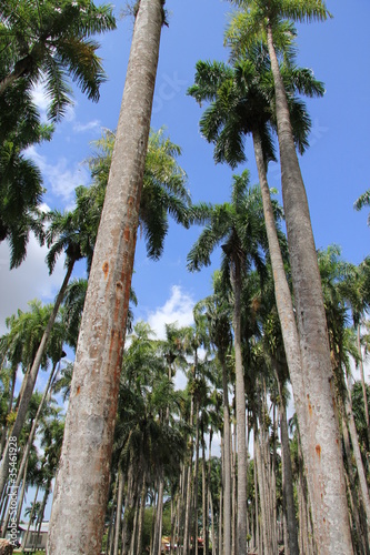 Suriname - Palmentuin photo