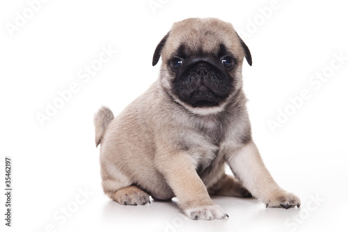 Pug puppy on white background