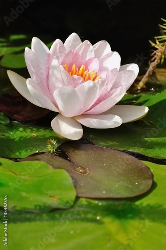 fleur de nénuphar