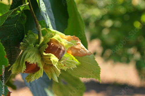 Hazelnut Tonda