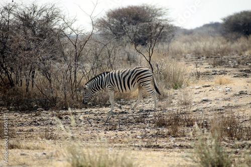 zebra