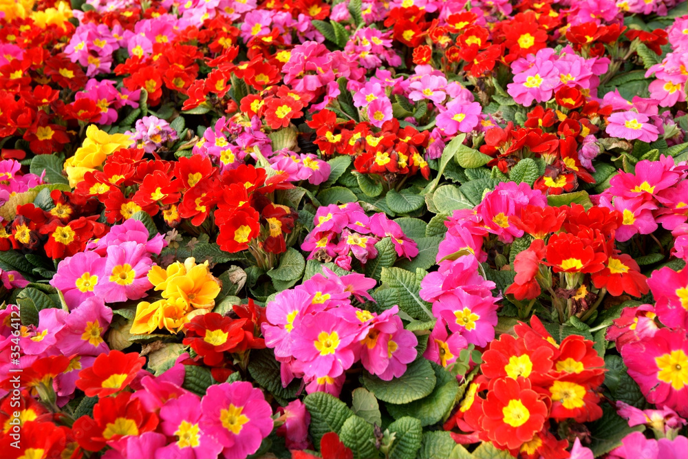 Colorful primula acaulis flowerbed Colorful primula acaulis flowerbed
