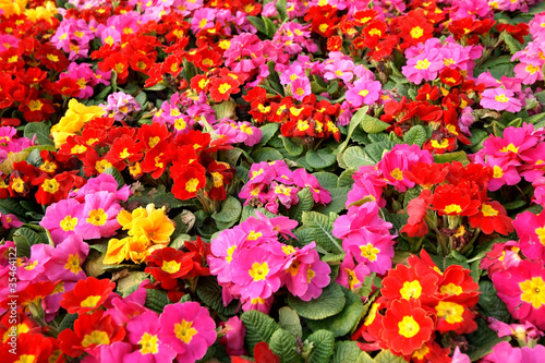 Colorful primula acaulis flowerbed