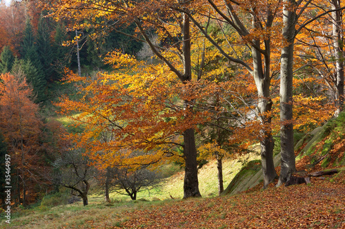 Autumn landscape