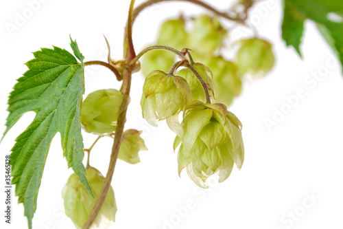 Wallpaper Mural hop on twig with green leaf Torontodigital.ca