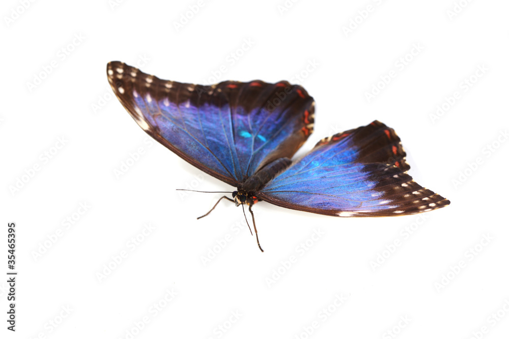 Fototapeta premium blue morpho isolated