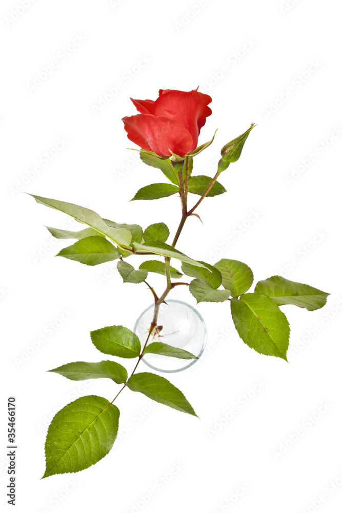 red rose red rose