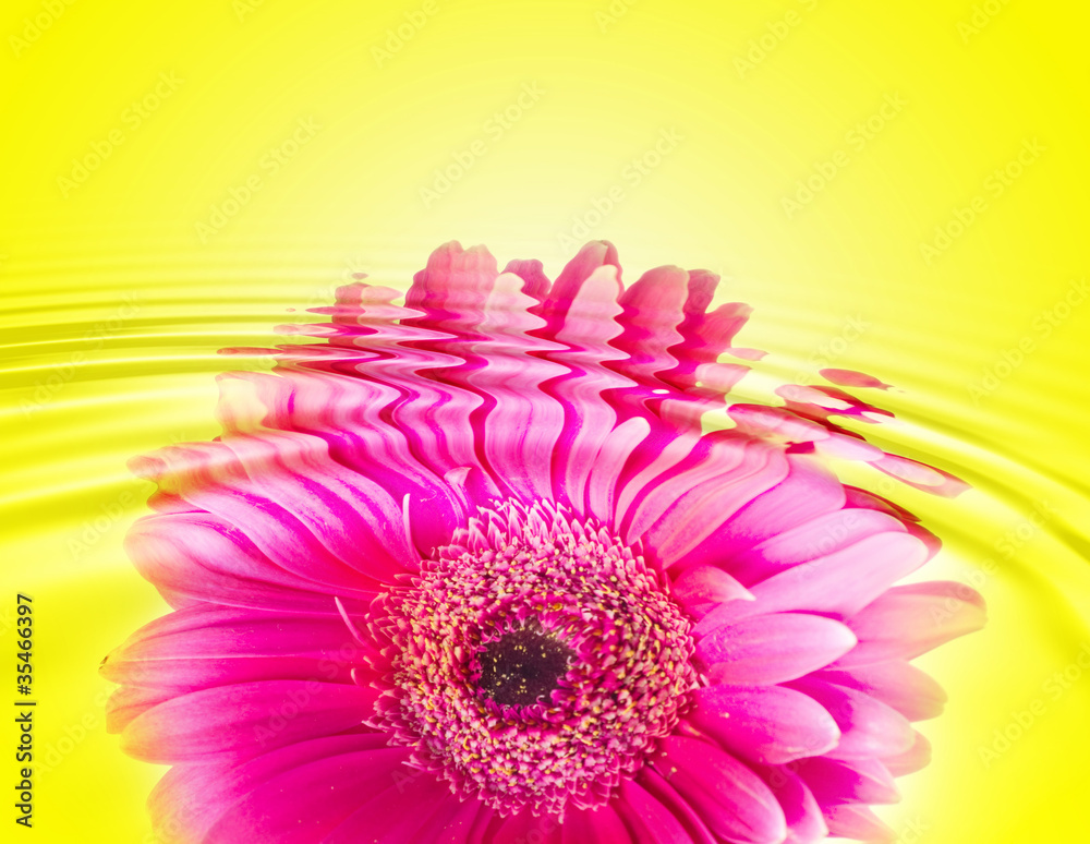 daisy-gerbera with waterdrops