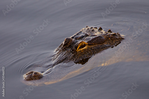 American alligator swimming in Florida lagoon.